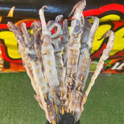 หมึกอาเจน