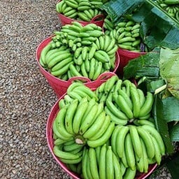 หมูปิ้งหน้าหมู่บ้านไทรสมุทร