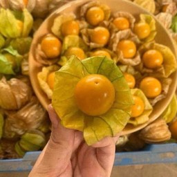 เคพกูสเบอร์รี่