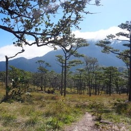 ลานสนภูสอยดาว