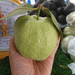 ฝรั่งกิมจู 1 โล