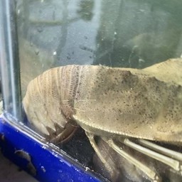 (ลดราคา)กั้งกระดานนึ่ง