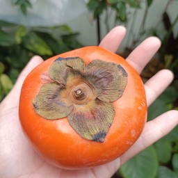 ลูกพลับเกาหลี หวานอร่อย ไซส์จัมโบ้