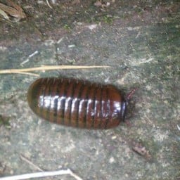 ถ้ำพระธาตุ