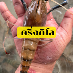 กูเผา กุ้งเผากุ้งเป็น ฉลองกรุง17 ฉลองกรุง17