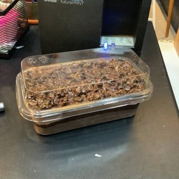 เค้กช็อกโกเเลตครันชี่