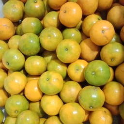 ส้มสายน้ำผึ้ง กก.