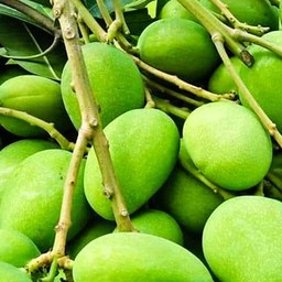 มะม่วงพิมเสน เปรี้ยวๆ