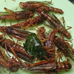 แก้มก้อยแมลงทอด