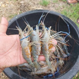 กุ้งแม่น้ำสดๆ