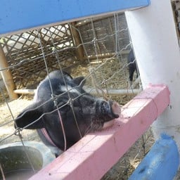 มาลัยฟาร์ม ชะอำ