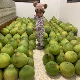 ส้มโออินดี้ทับทิมสยาม