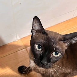 ติ้บน้อน น้ำตาล