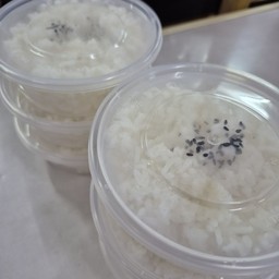 ข้าวญี่ปุ่น