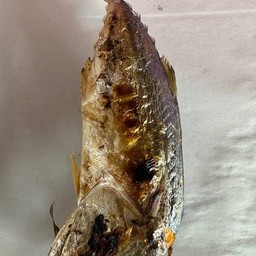 ปลาทู ย่าง