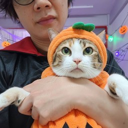 แมวชื่อ นางฟ้า ครับ