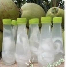 มดมะพร้าว