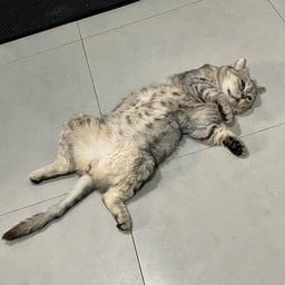 ทิปน้องแงว พี่โคล่า