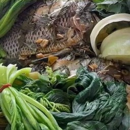 ปลานิลนึ่ง