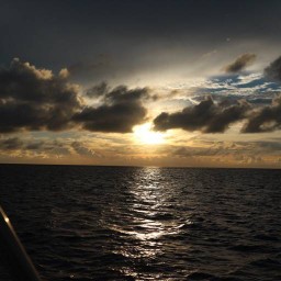 ตั๊กแตนตำข้าว798