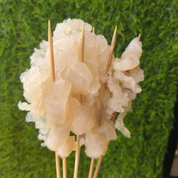 แมงกระพรุน