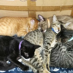 เอ็นดูเหมียวๆบ้านคร็อกฟี่คอฟฟี่