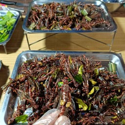 ร้าน ต.ตาลตั๊กแตนทอด