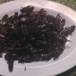 ครัวอีสาน ตลาด OM Night Market