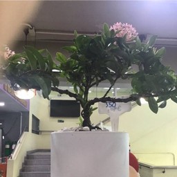 ping ping cafe มหาวิทยาลัยเกริก