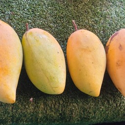 มะม่วงน้ำดอกไม้ 1 กก.