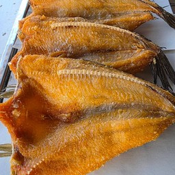 ปลาช่อนแดดเดียว