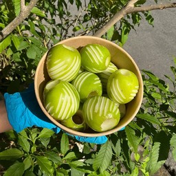 พุทรานมสด(ไร้เมล็ด)