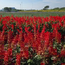 สวนดอกไม้มิตรภาพ