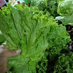 ผักกาดหอมไทย200กรัม