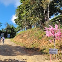 ไร่ปางแกะ At กิ่วม่วง - Rai Pang Kae Farm Nan