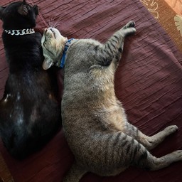 ไส้แมวทอด