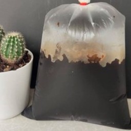 โอเลี้ยง