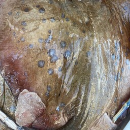 ปลากระเบน ทอด ผัดฉ่า 蒜蓉辣椒醬炸魔鬼魚。