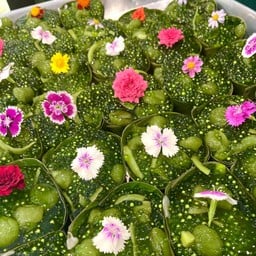 ตะโก้สาคูลำไย มะพร้าวอ่อน