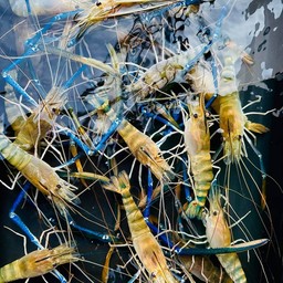 กุ้งก้ามกรามตัวผู้หัวมัน(แบบสด)