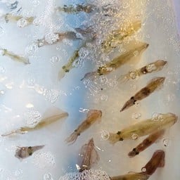 หมึกชอต