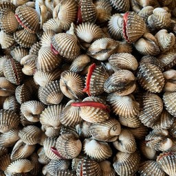 หอยแครง  byฟลุ๊ค