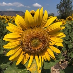 ไร่คุณลำยอง