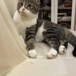 Coco Pure ลำปาง