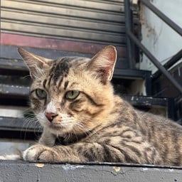 แมวจร น้องปีใหม่