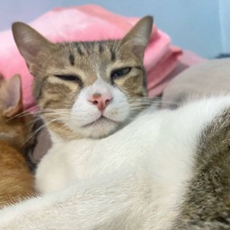 แพนเธอร์ 😻