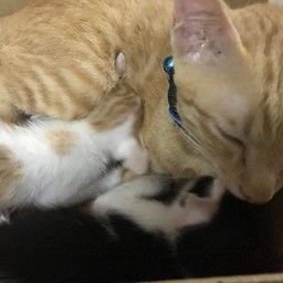 ทุกเมนูใส่ถุงนะคะขอถ้วยโฟม แจ้งมาได้เลยค่ะ