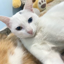 ไวท์ไวท์ (คนสุดท้องของบ้าน) 😻