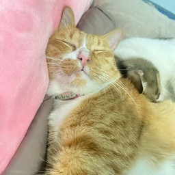 ไลอ้อน 😻