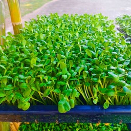 ต้นอ่อนทานตะวัน  ปลอดสาร แบบ 1 กิโล